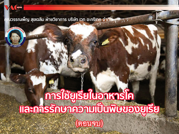 การใช้ยูเรียในอาหารโคและการรักษาการเป็นพิษของยูเรีย (ตอนจบ)