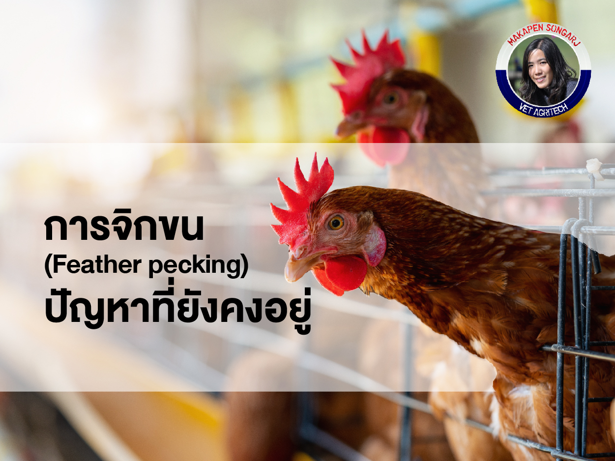 การจิกขน (Feather pecking; FP) ปัญหาที่ยังคงอยู่