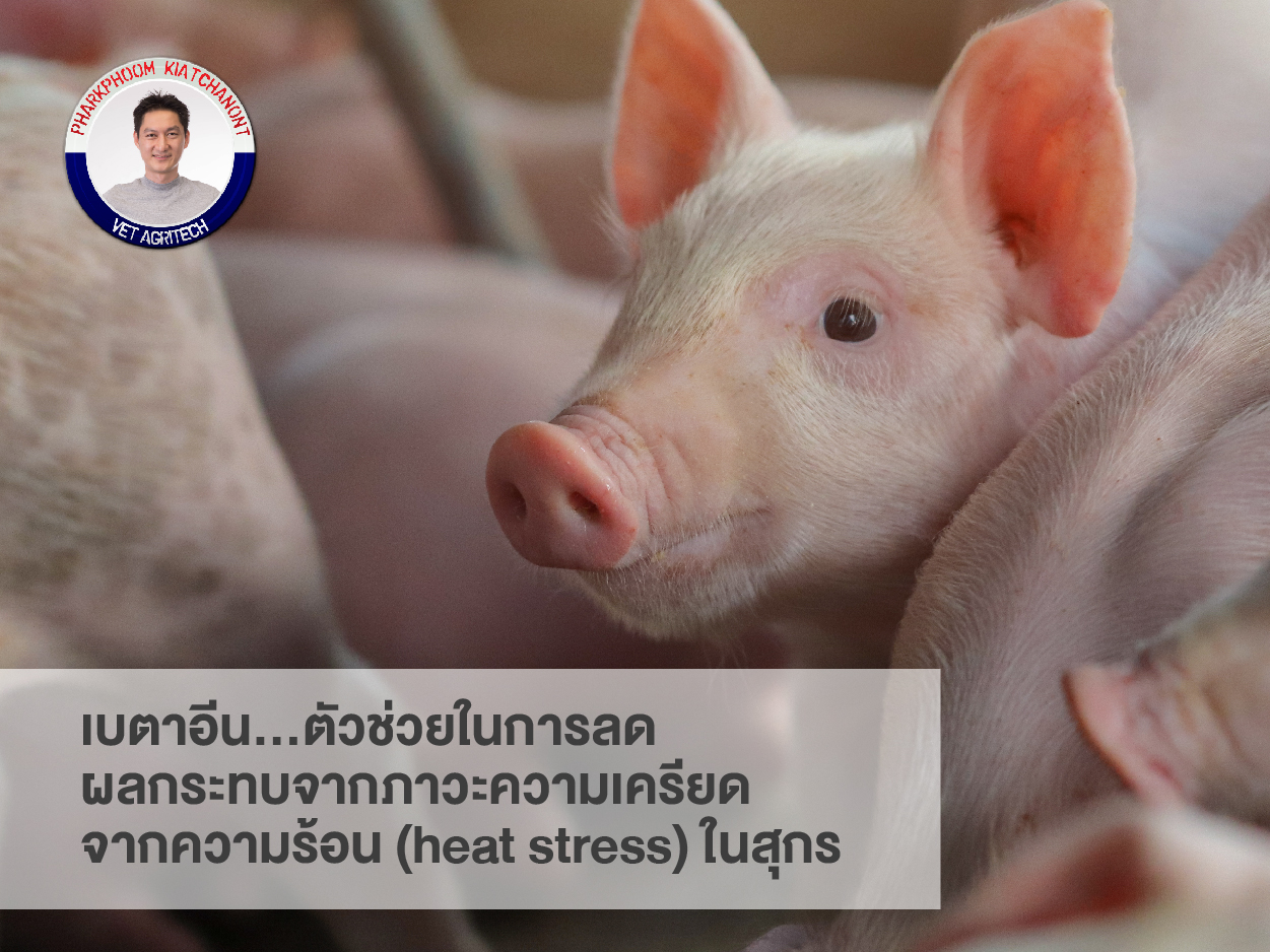 เบตาอีน…ตัวช่วยในการลดผลกระทบจากภาวะความเครียดจากความร้อน (heat stress) ในสุกร