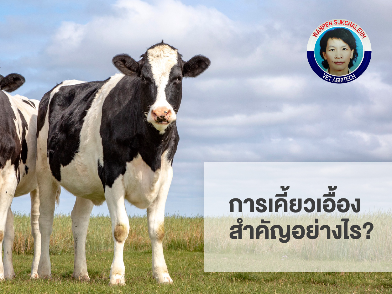 การเคี้ยวเอื้อง สำคัญอย่างไร?