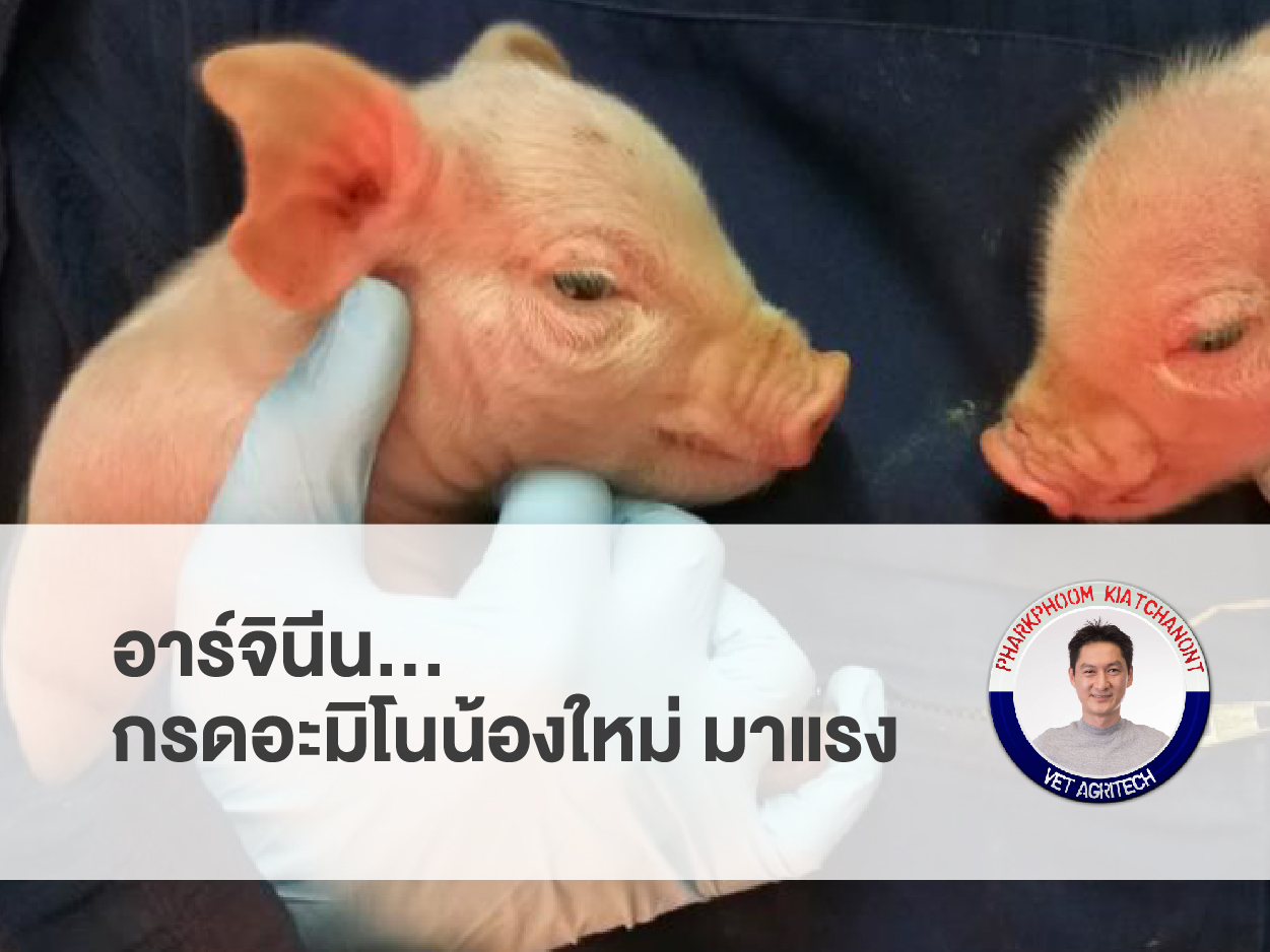 อาร์จินีน…กรดอะมิโนน้องใหม่ มาแรง